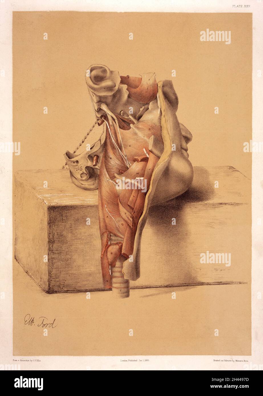 Vista esterna della faringe con il suo muscolo Foto Stock