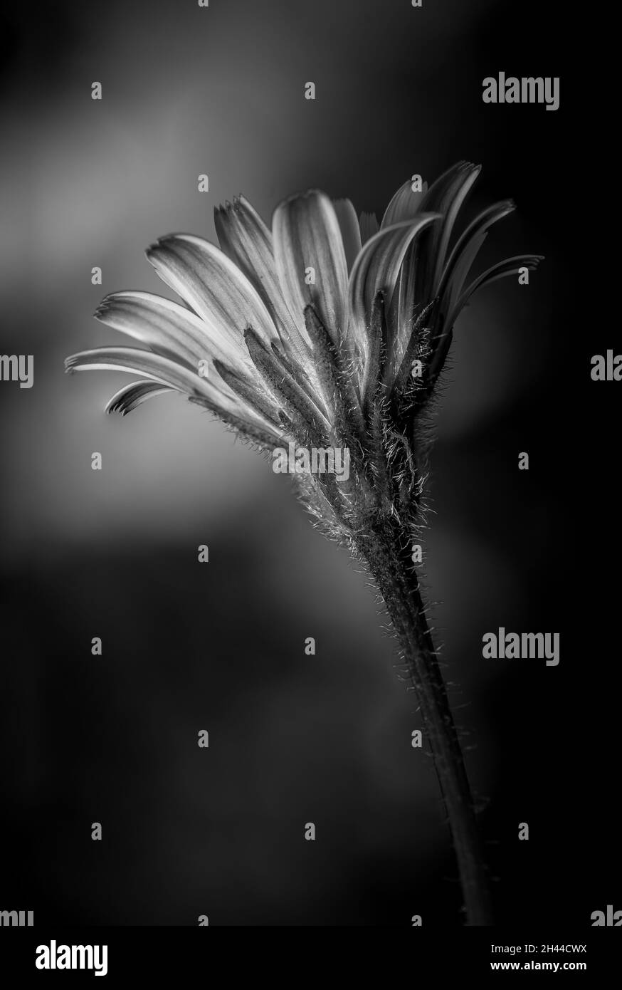 Foto macro in bianco e nero di un fiore selvatico Foto Stock
