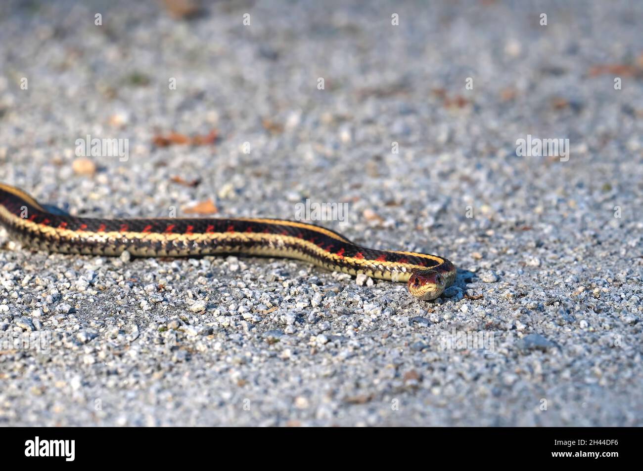 Serpente di Valle del Garter (Thamnophis sirtalis fitch) sottospecie del serpente di Garter comune (Thamnophis sirtalis). Foto Stock