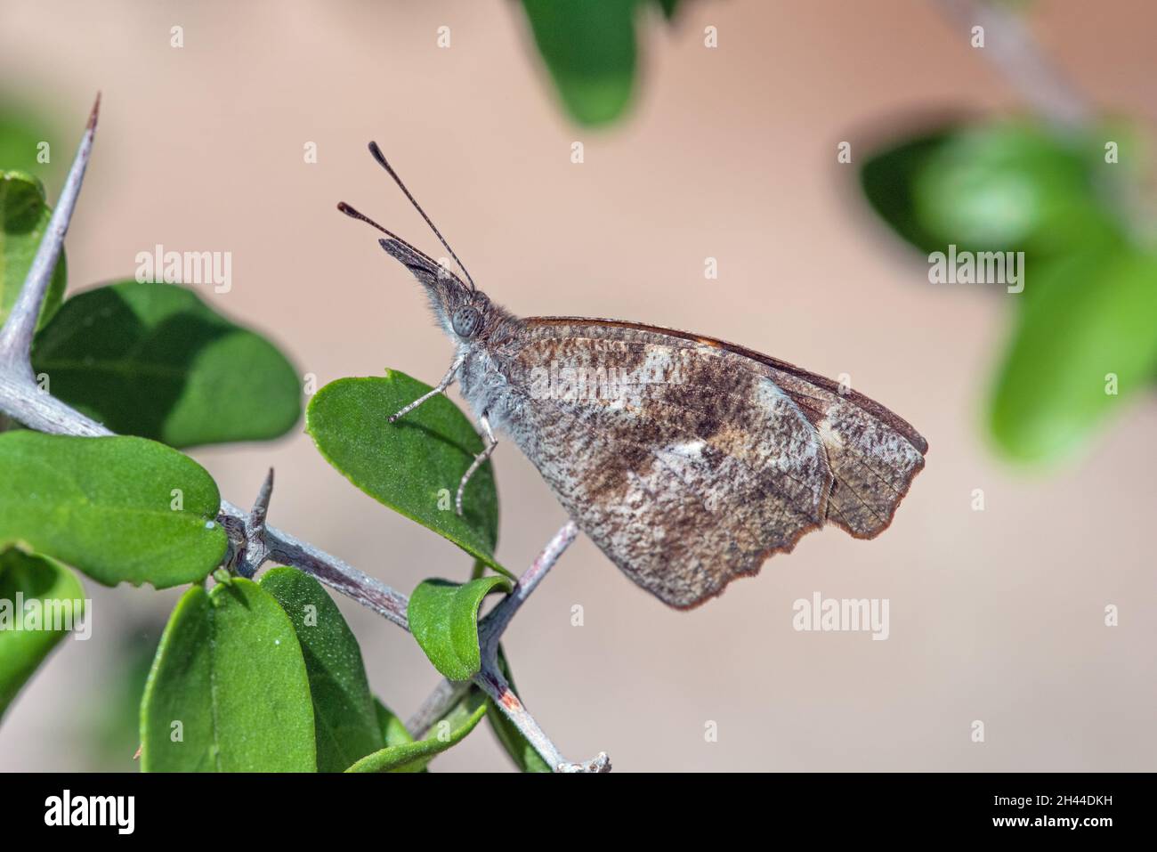 Farfalla di muso americana (carinenta libica) Foto Stock