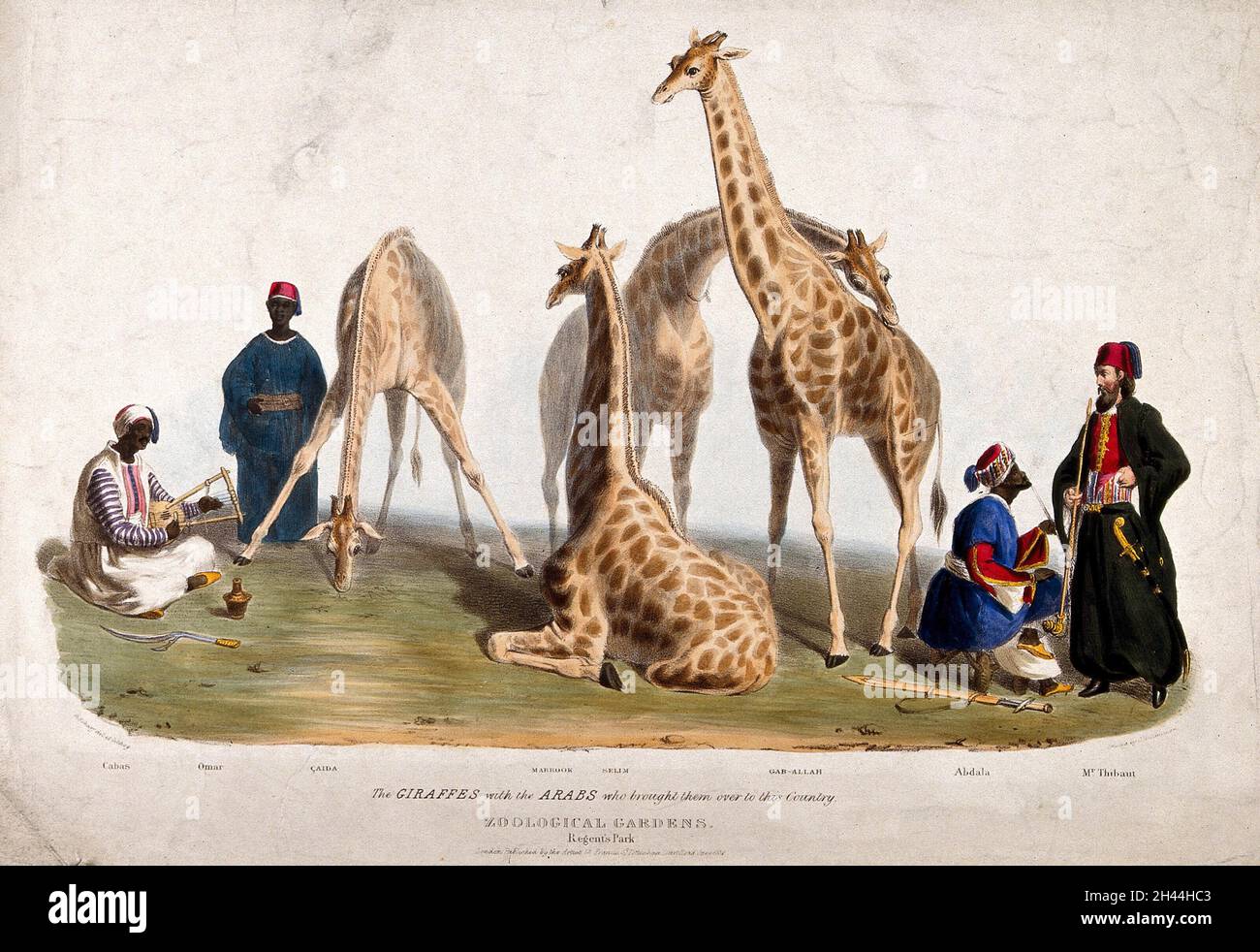 Società Zoologica di Londra: Tre giraffe circondate da uomini in costume arabo. Litografia colorata di G. Scharf. Foto Stock