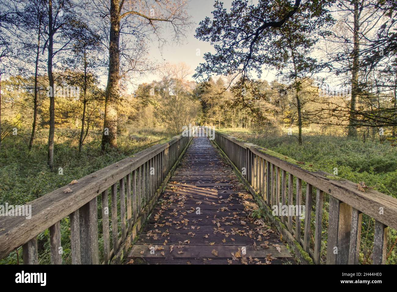 ponte di legno nei boschi Foto Stock