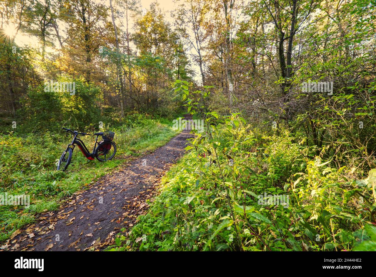 bicicletta accanto a un sentiero forestale Foto Stock