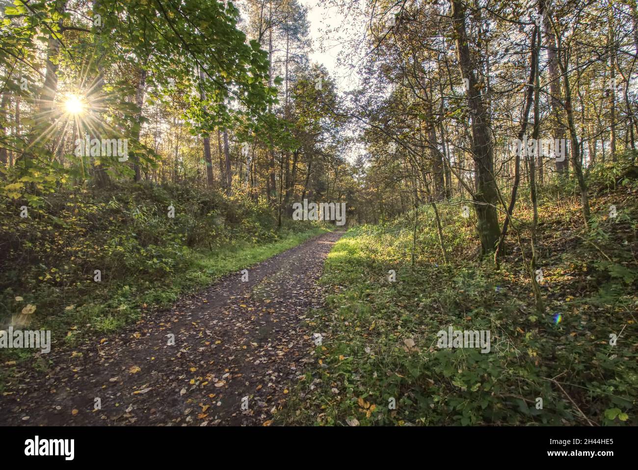 vista panoramica di un sentiero forestale con una stella del sole Foto Stock