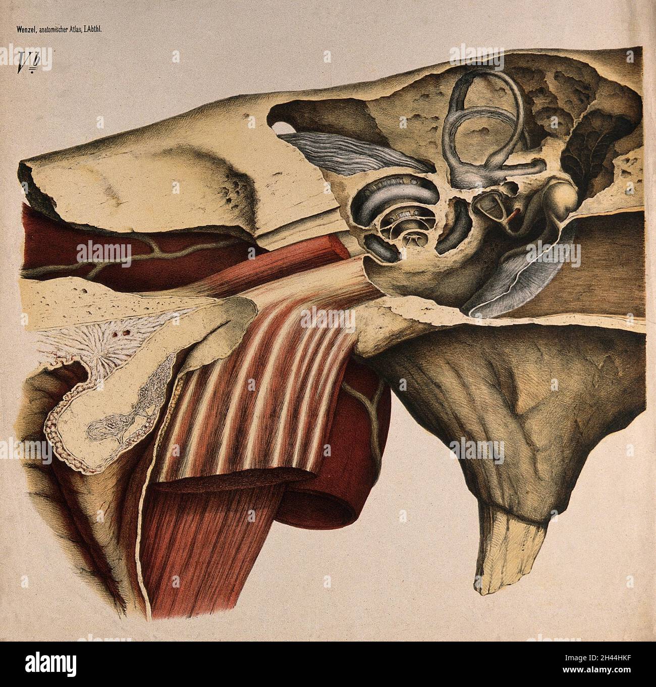 L'orecchio: Sezione che mostra la struttura interna. Litografia a colori di F. Foedisch, ca. 1875. Foto Stock