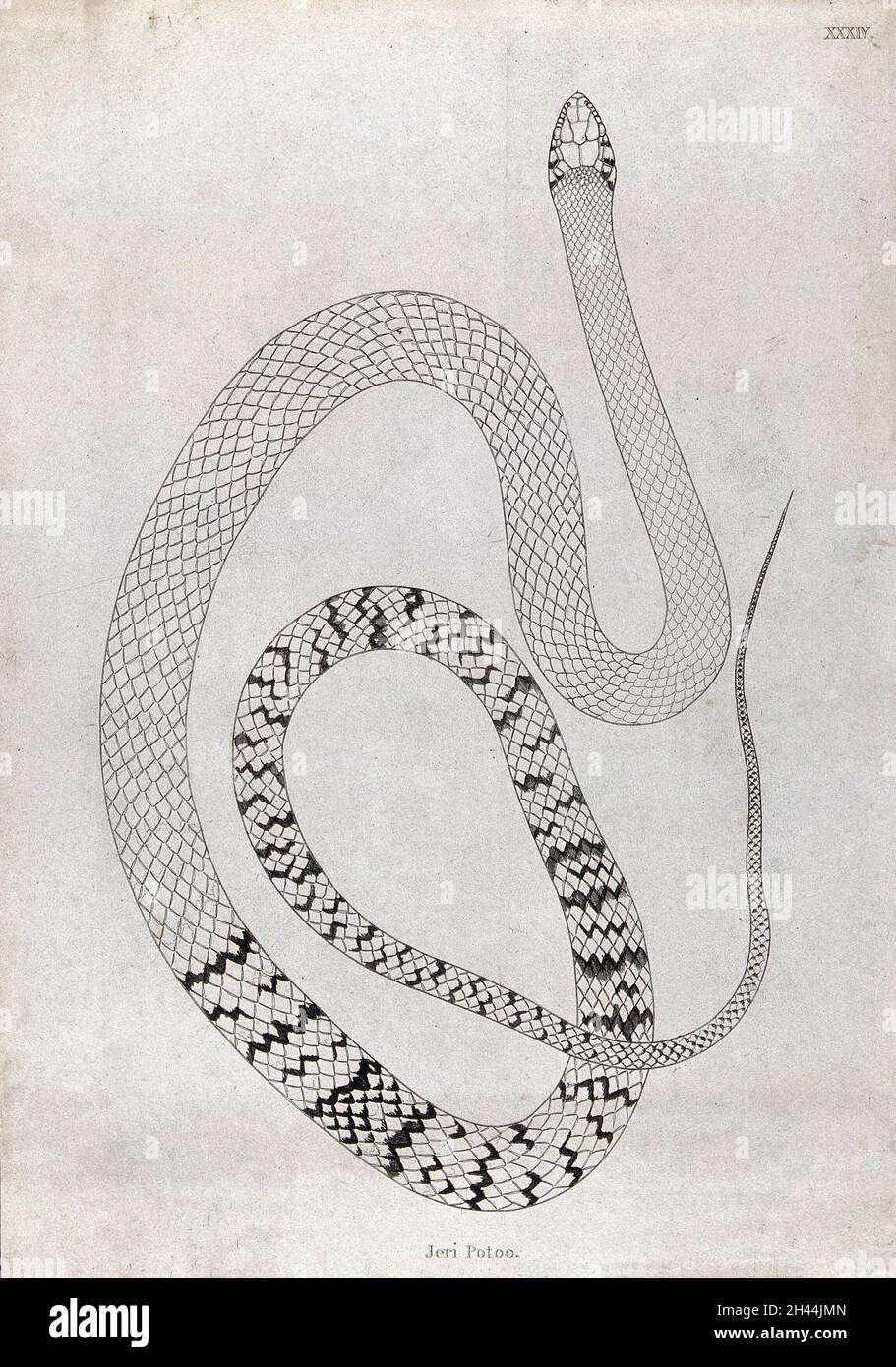 Un serpente indiano: Jeri Potoo. Incisione di W. Skelton, ca. 1796. Foto Stock