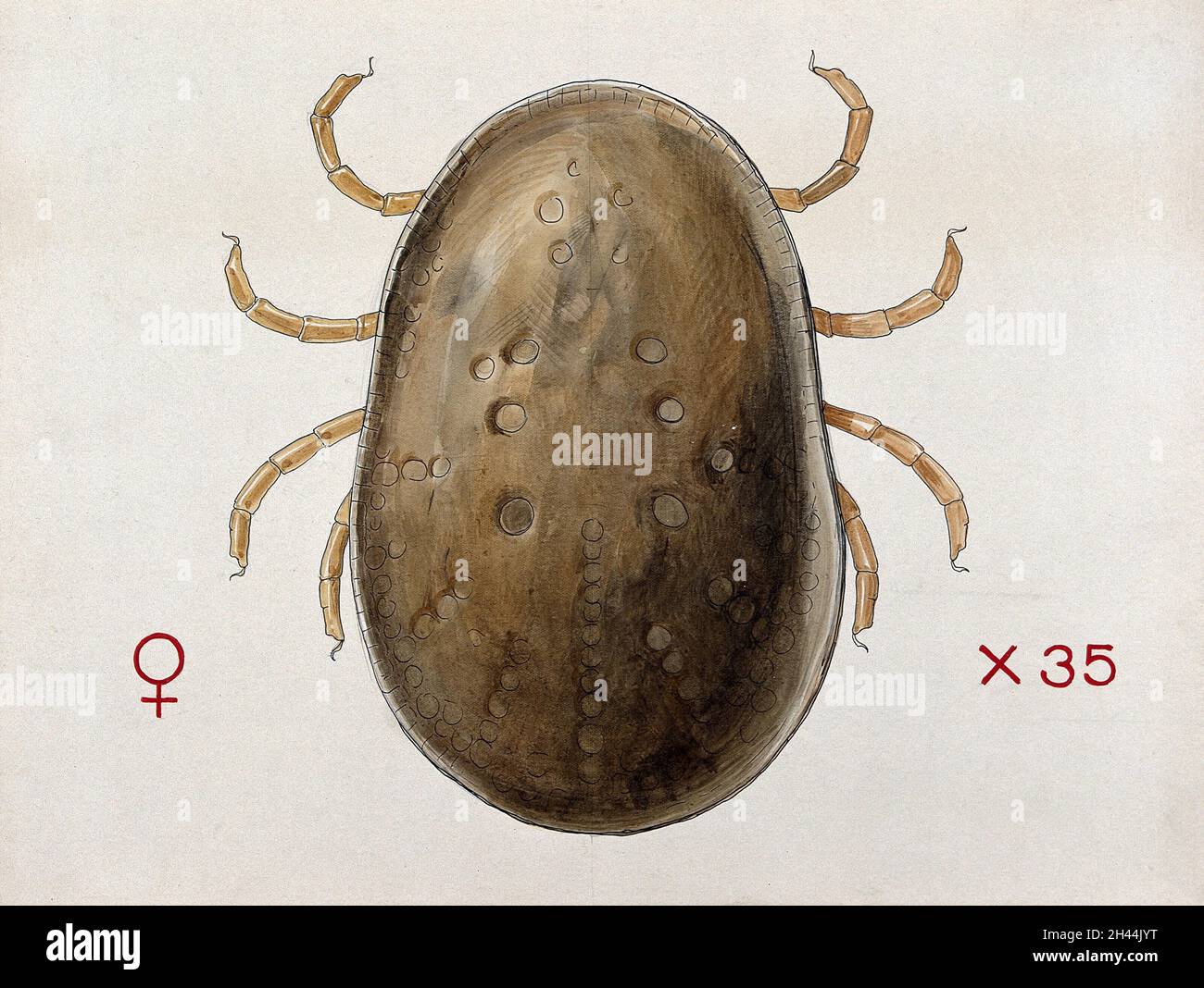 Un segno di spunta (Argas persicas). Disegno colorato di A.J.E. Terzi. Foto Stock