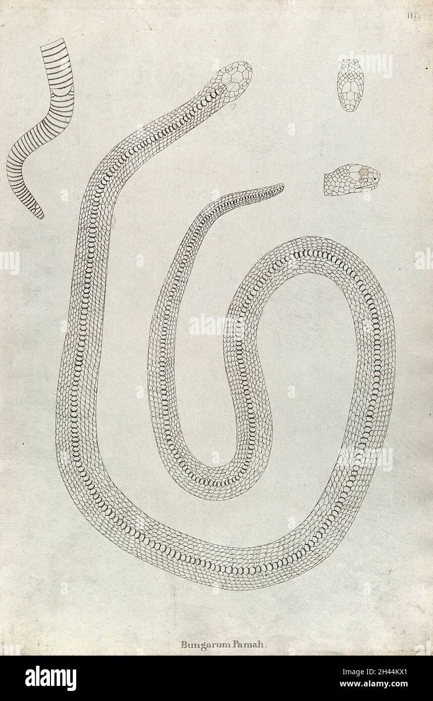 Un serpente indiano: Bungarum Pamah. Incisione di Skelton, ca. 1796. Foto Stock