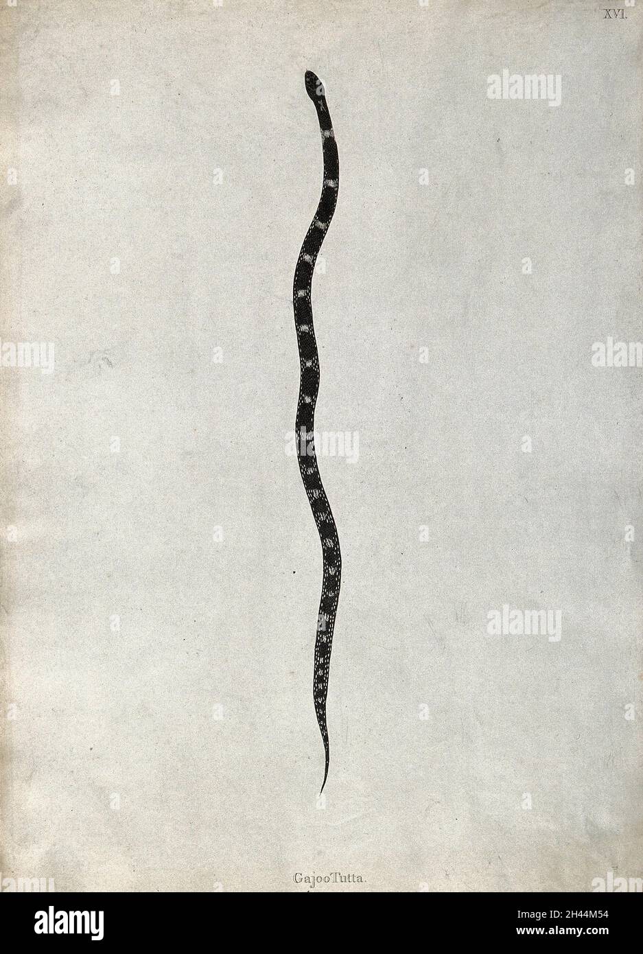 Un serpente indiano: Gajoo tutta. Incisione di Skelton, ca. 1796. Foto Stock