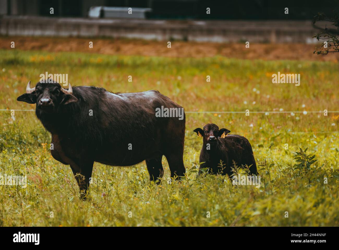 bufalo d'acqua nera che pascola in un prato Foto Stock