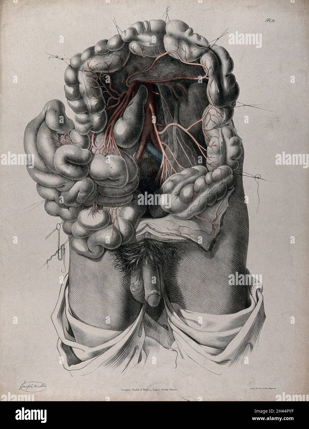 Il sistema circolatorio: Dissezione dell'addome che mostra l'intestino crasso, con le arterie e le vene indicate in rosso e blu. Litografia colorata di J. Maclise, 1841/1844. Foto Stock