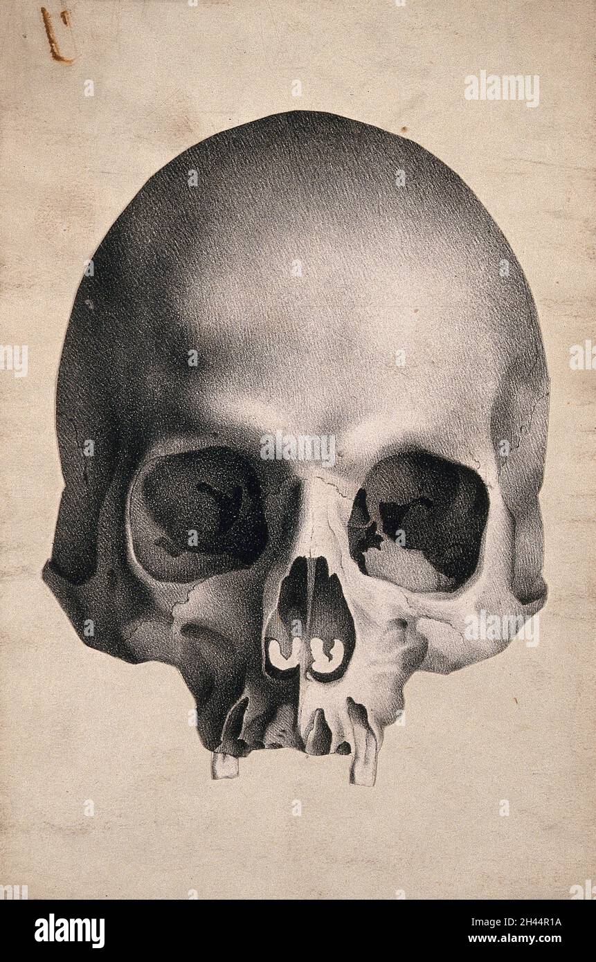 Cranio umano: Vista frontale. Litografia, c. 1835. Foto Stock