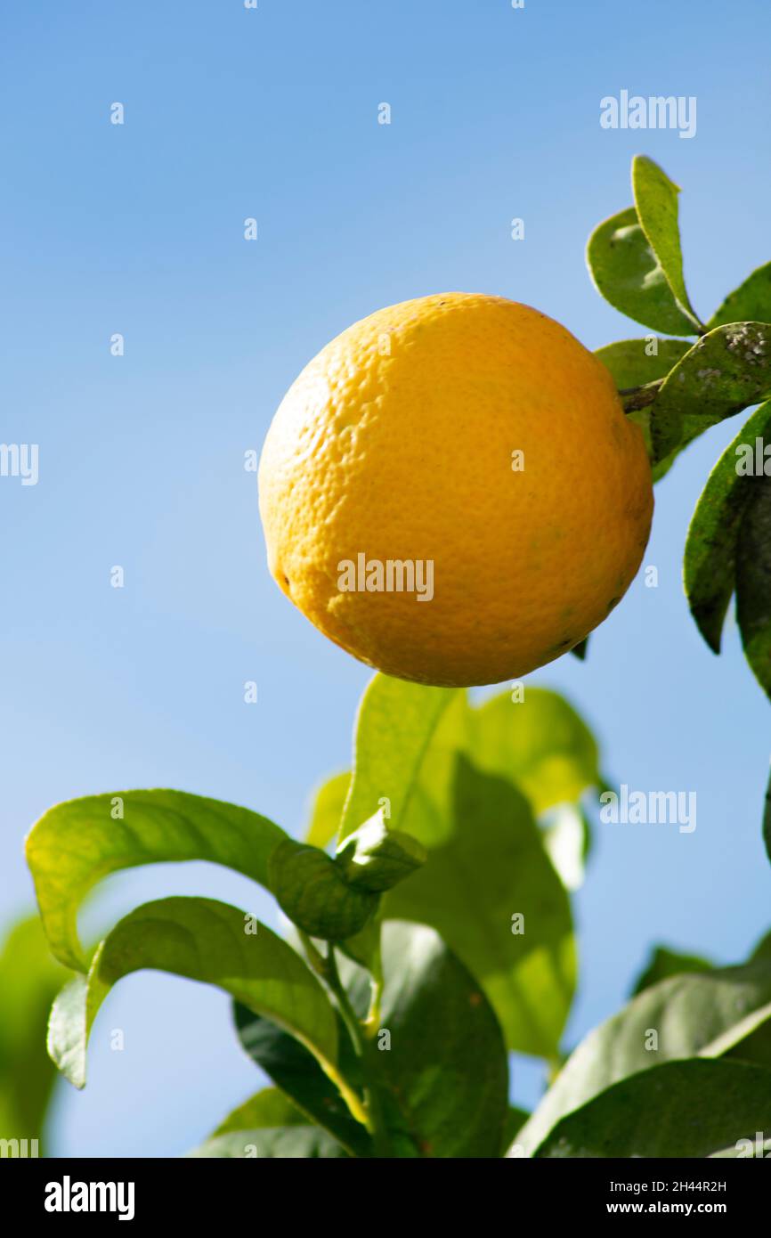 Vista ravvicinata, arancio fresco che cresce nel sole spagnolo frutti mediterranei con un cielo blu sfondo verticale scatto con spazio copia Foto Stock