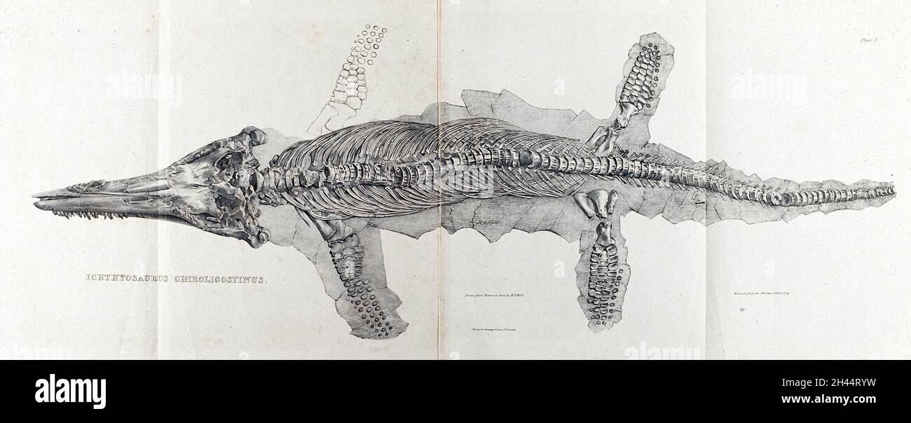Scheletro fossilizzato di un sauriano (Ichtyosaurus chiroligostinus). Litografia di H. o'Neill. Foto Stock