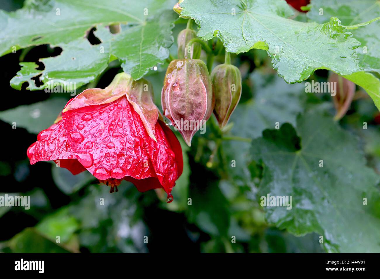 Abutilon ‘Nabob’ lanterna cinese Nabob - rosso profondo grandi fiori a forma di campana con vene rosse, foglie di acero, ottobre, Inghilterra, Regno Unito Foto Stock