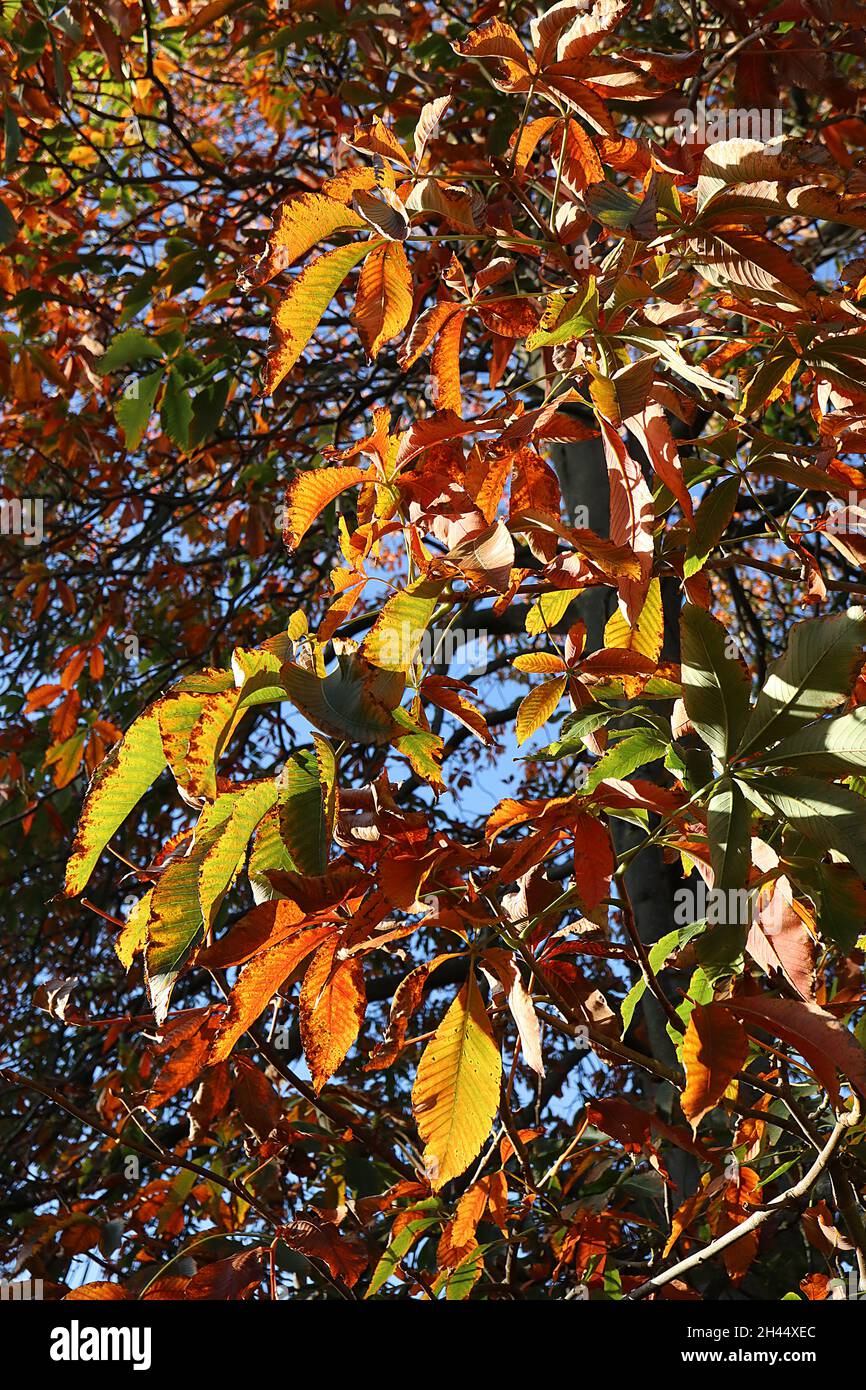 Aesculus flava Sweet buckeye – foglie lisce di giallo ellittico, arancio e verde, ottobre, Inghilterra, Regno Unito Foto Stock