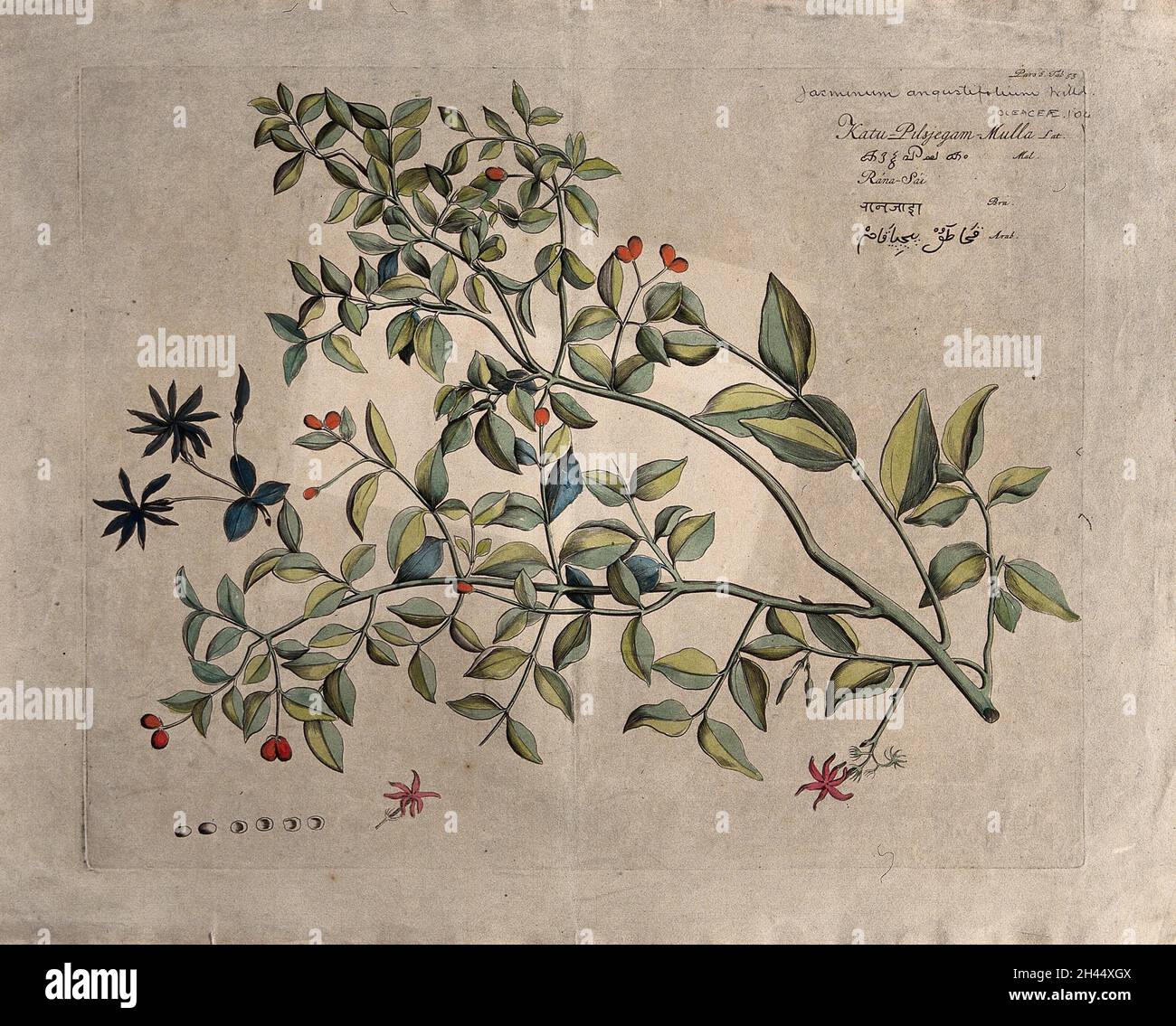 Jasmine (Jasminum angustifolium Willd.): Ramo con fiori e frutta e florescenza separata, fiori e frutti. Incisione a linee colorate. Foto Stock