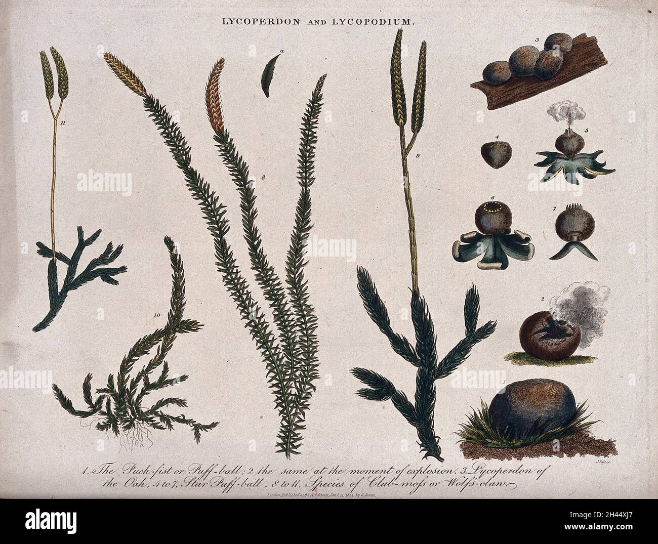 Una palla di scossa (Lycooperdon) e quattro tipi di clubmuss (Lycopodium species). Incisione colorata di J. Pass, c. 1815. Foto Stock