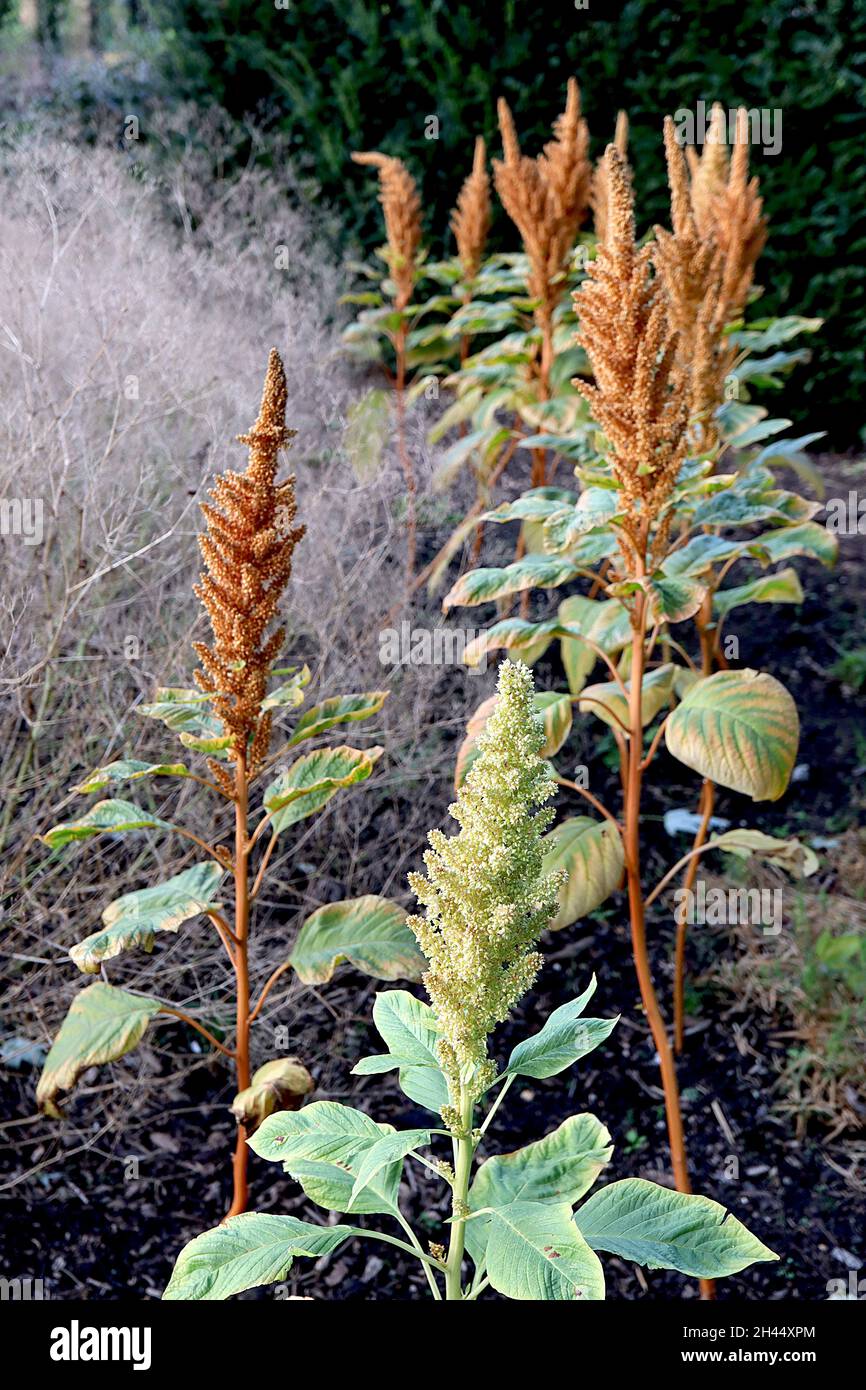 Amaranthus cruentus ‘Hot Biscuits’ sangue amaranto biscotti caldi – densi racemi verticali di piccoli fiori rossi porpora, ottobre, Inghilterra, Regno Unito Foto Stock