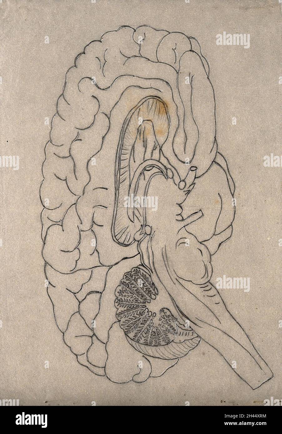 Una sezione trasversale di un cervello. Disegno su carta da ricalco. Foto Stock
