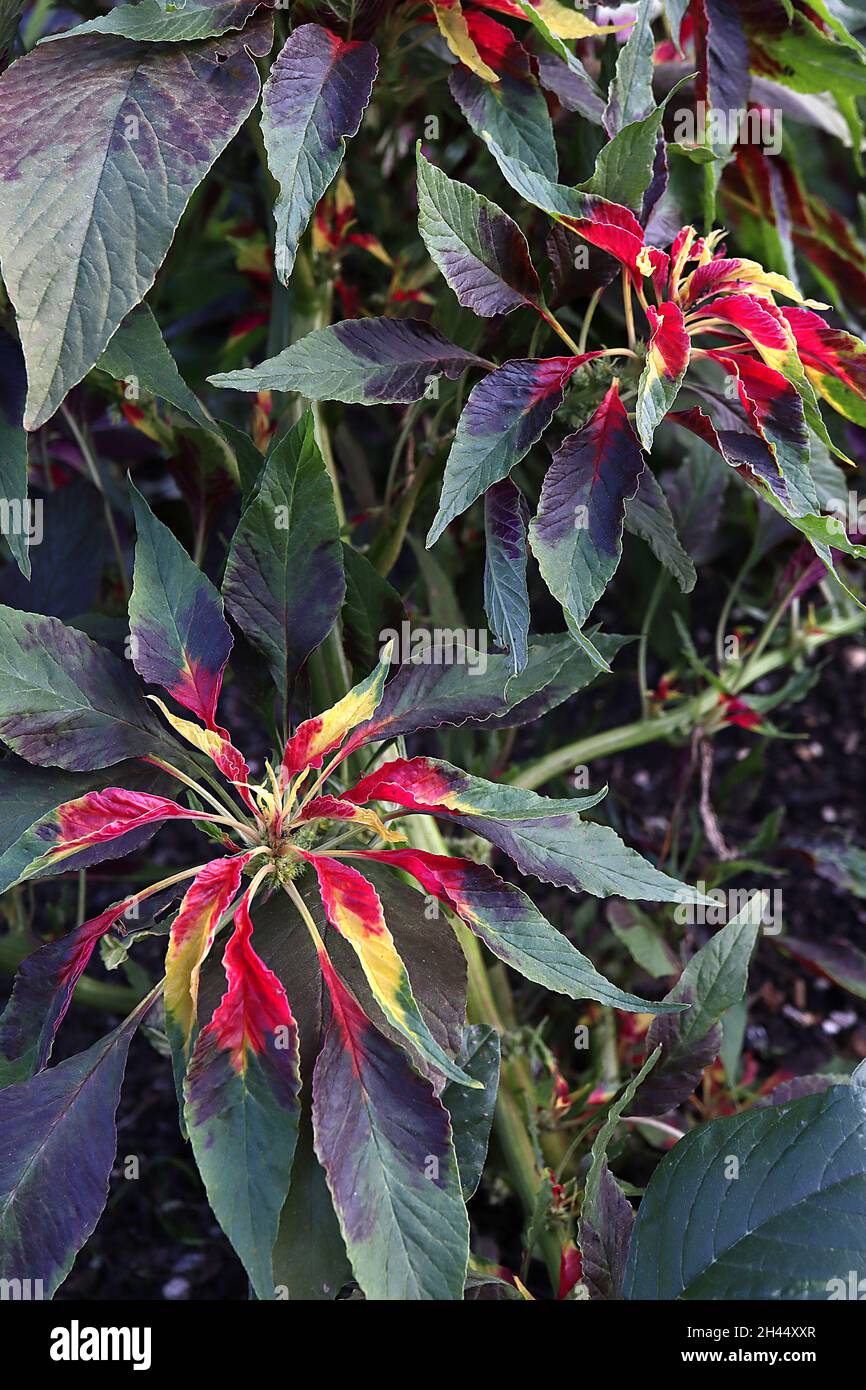 Amaranthus tricolore «Josephs Coat» amaranto Josephs Coat – pianta spruzzata con foglie verde scuro, viola scuro, margini rosso e giallo brillanti, Foto Stock