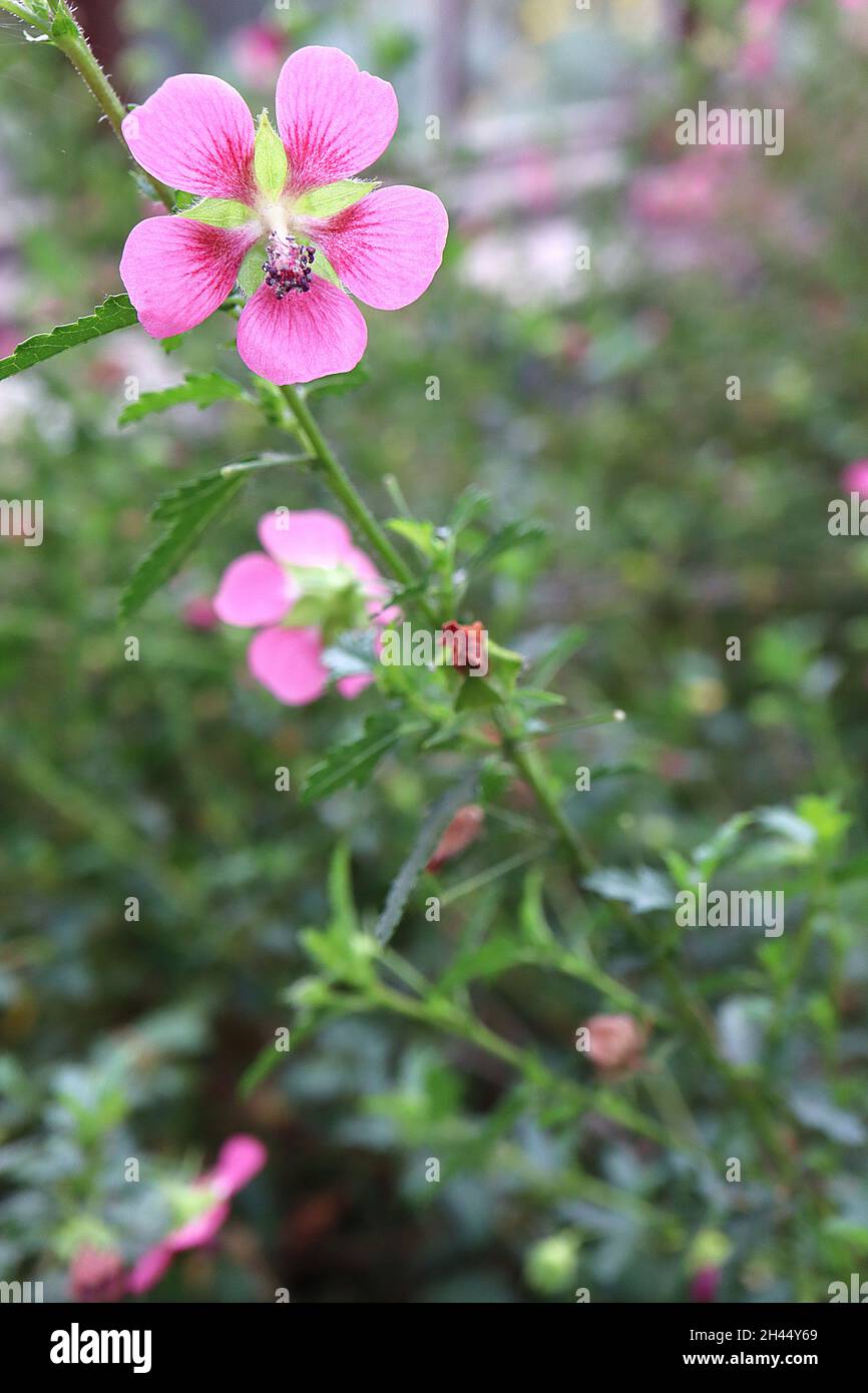 Anisodontea capensis Cape mallow– fiori rosa medi con fiori rosa scuro su steli corti, ottobre, Inghilterra, Regno Unito Foto Stock