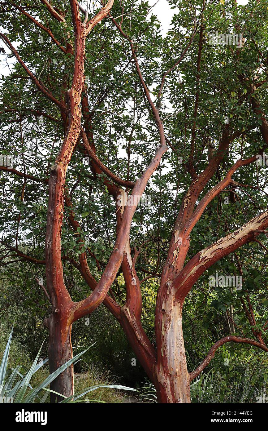 Arbutus menziesii madrona – spellatura e corteccia rossa di rame, ottobre, Inghilterra, Regno Unito Foto Stock