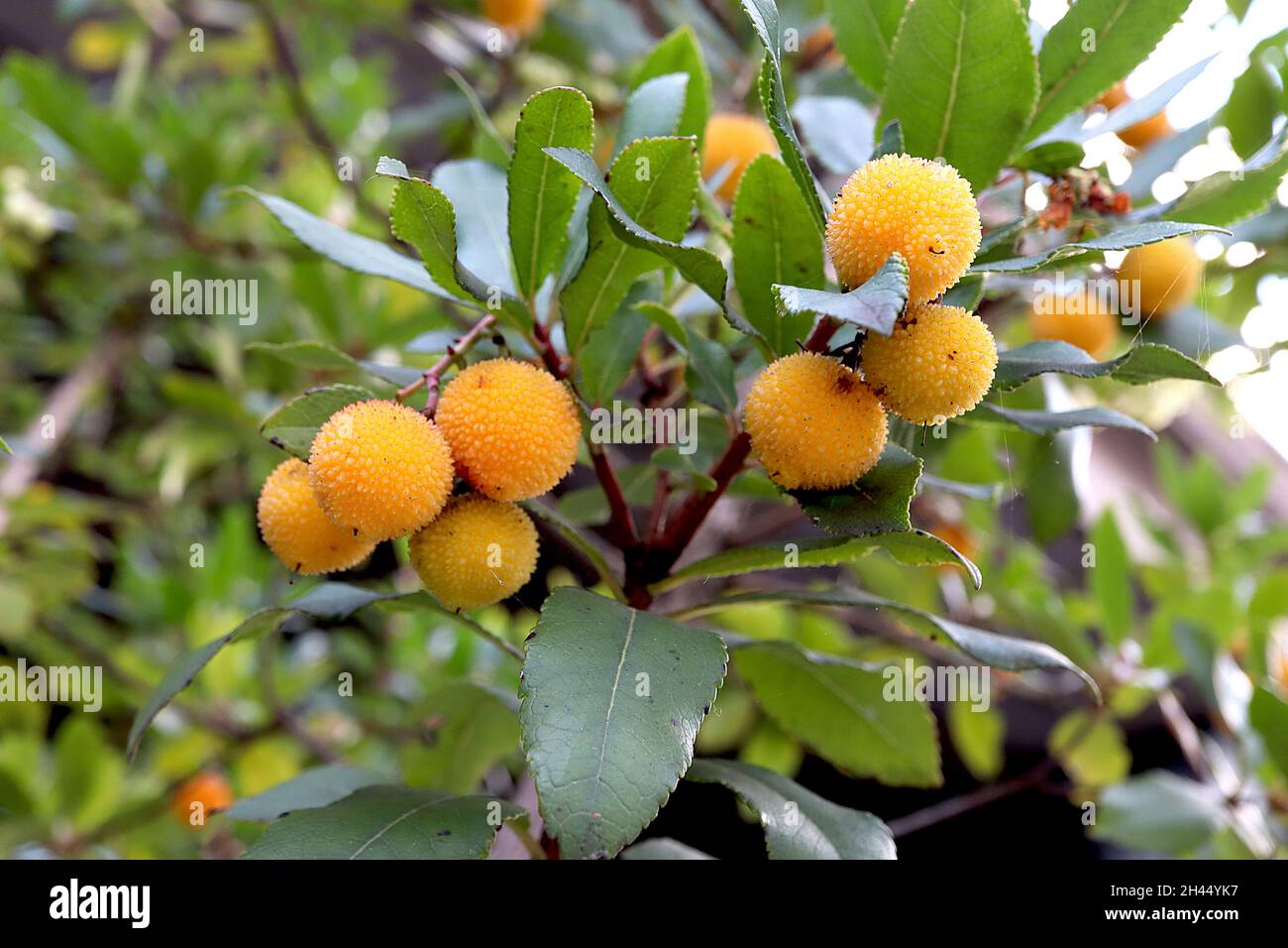 Arbutus unedo Strawberry Tree – piccole ciambelle di bacche di colore giallo palato e foglie ellittiche di colore verde scuro, ottobre, Inghilterra, Regno Unito Foto Stock