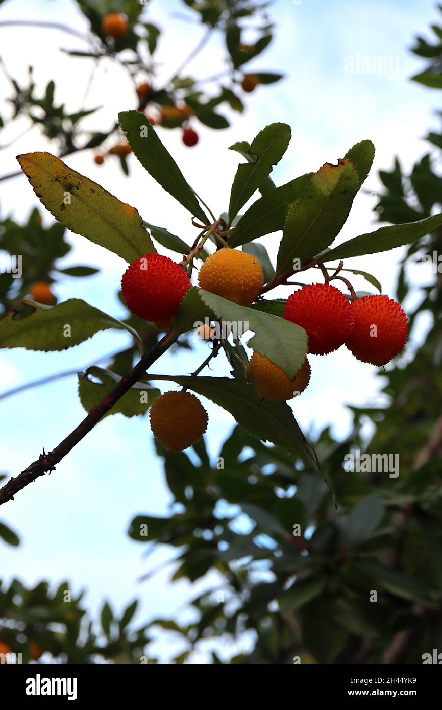 Arbutus unedo Strawberry Tree – piccole ciambelle di bacche di colore giallo e rosso e foglie ellittiche di colore verde scuro, ottobre, Inghilterra, Regno Unito Foto Stock