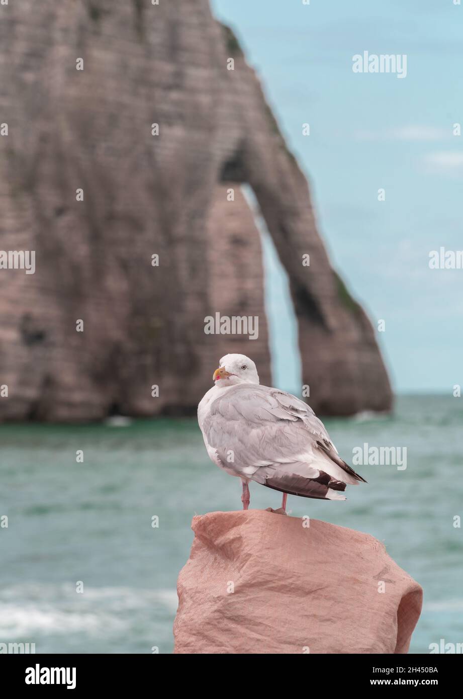 Seagull in Etretat, seduto di fronte alla famosa scogliera con arco Foto Stock