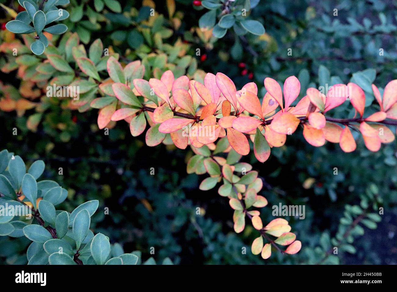 Berberis thunbergii Barberry giapponese – foglie di arancio e verde medio con margini rosso all'aperto, ottobre, Inghilterra, Regno Unito Foto Stock