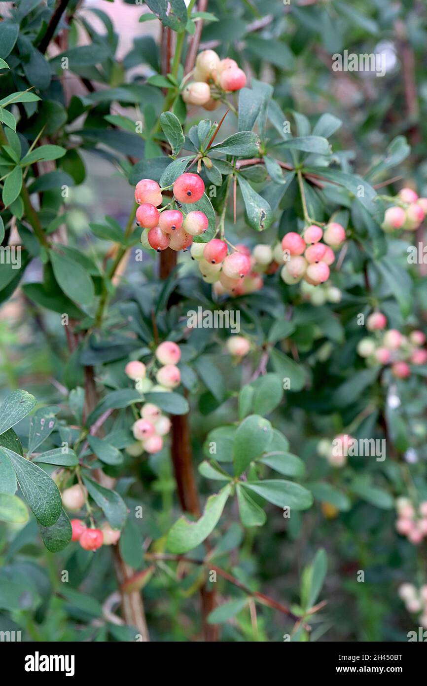 La bacche di Berberis wilsoniae Wilson – bacche di rosa rotonda e foglie obovate di verde scuro, steli spinosi, ottobre, Inghilterra, Regno Unito Foto Stock