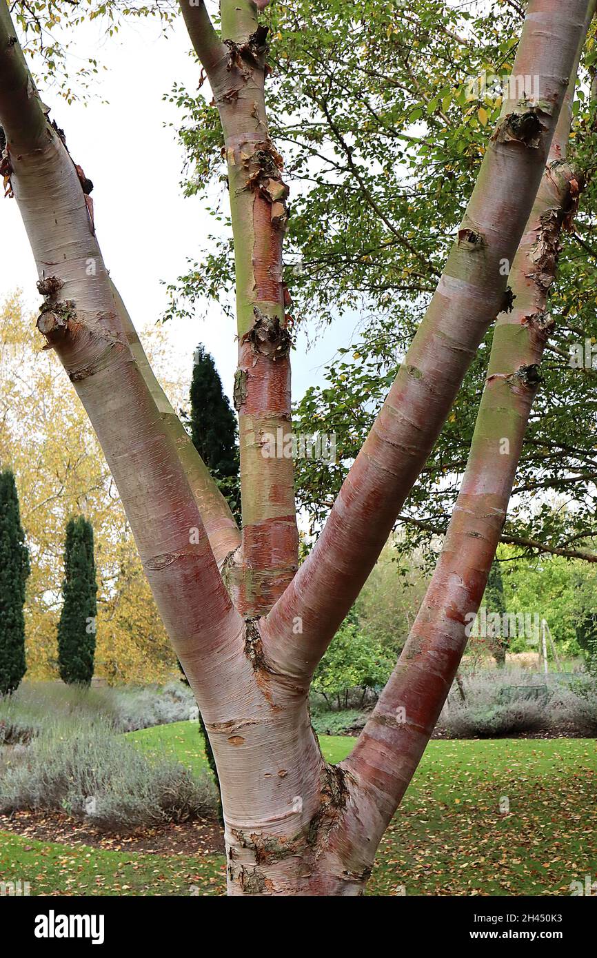 Betula utilis subsp albosinensis ‘Red Panda’ betulla rossa cinese Panda – Peeling corteccia di rame, ottobre, Inghilterra, Regno Unito Foto Stock