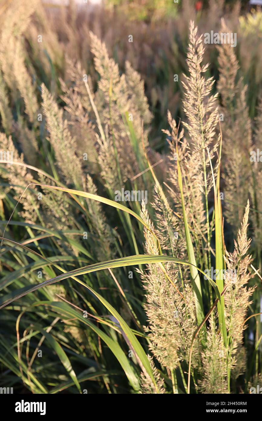 Calamagrostis brachytricha Coreano piume d'oca - erba ornamentale di piume di piume di piume di bufo con tinti viola, foglie alte verdi grigie, ottobre, Foto Stock