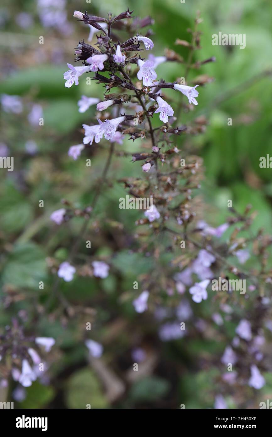 Calamintha nepeta ‘Blue Cloud’ catmint Blue Cloud – fiocchi di fiori di lavanda a due labbri con calice nero, ottobre, Inghilterra, Regno Unito Foto Stock