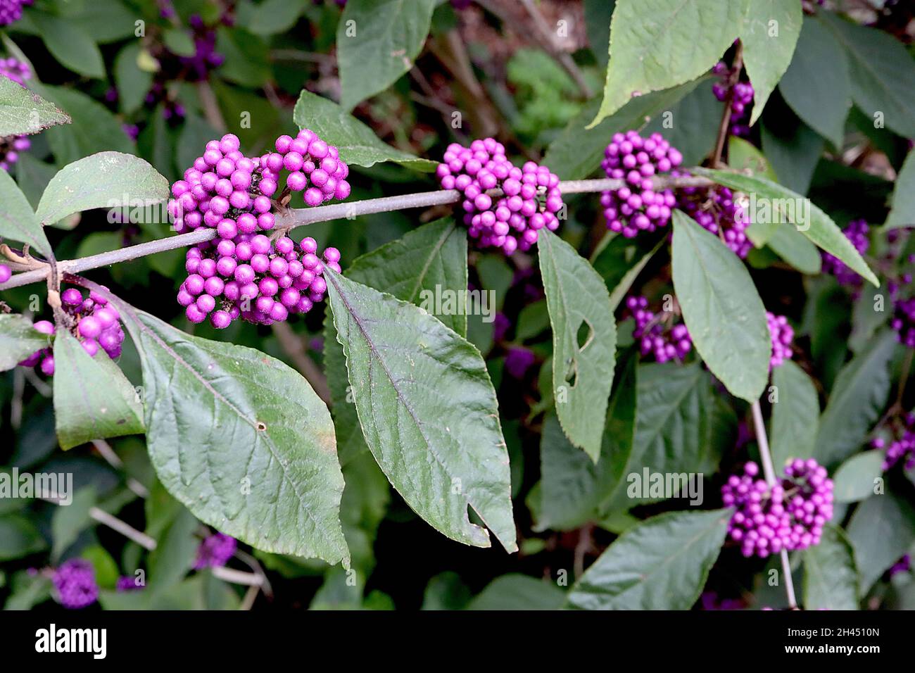 Callicarpa bodinieri ‘profusione’ Beautyberry profusione – fitti grappoli di bacche viola viola e foglie verde scuro, ottobre, Inghilterra, Regno Unito Foto Stock