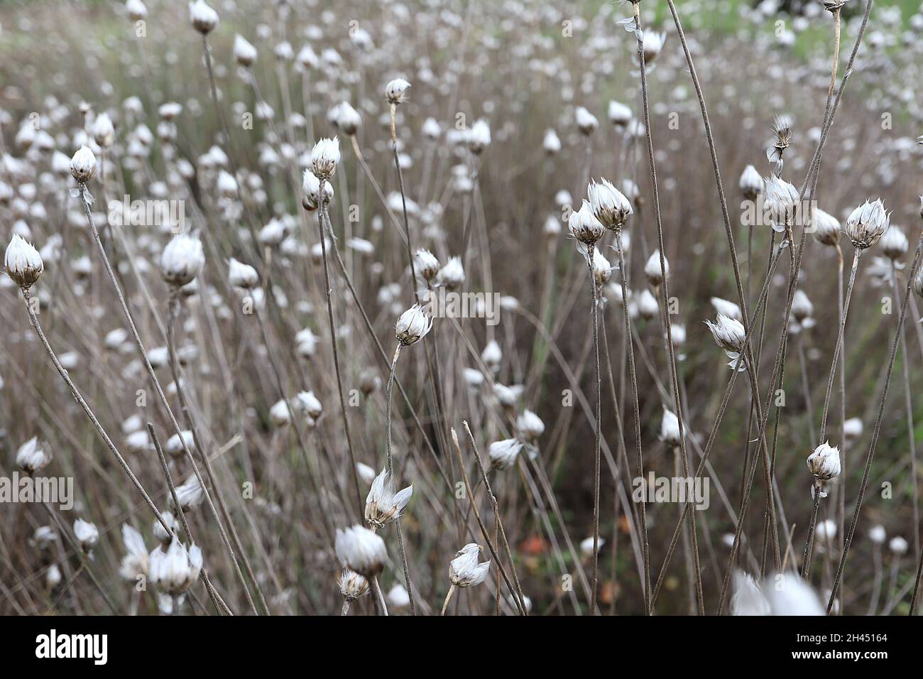 Catananche caerulea Cupidi dart – scintillanti crostate di paperia a forma di uovo, ottobre, Inghilterra, Regno Unito Foto Stock