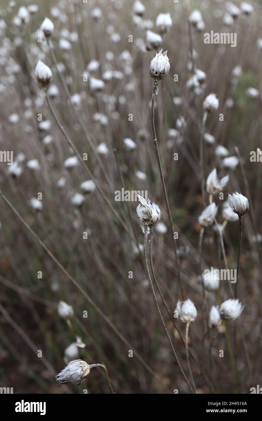 Catananche caerulea Cupidi dart – scintillanti crostate di paperia a forma di uovo, ottobre, Inghilterra, Regno Unito Foto Stock