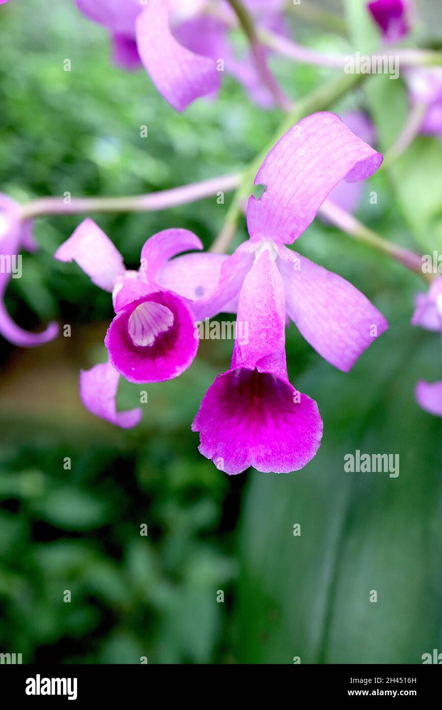 Cattleya / Guarianthe orchidea bowringiana – fiori viola pallidi con corona viola e marcature cremisi, gola bianca, ottobre, Inghilterra, Regno Unito Foto Stock
