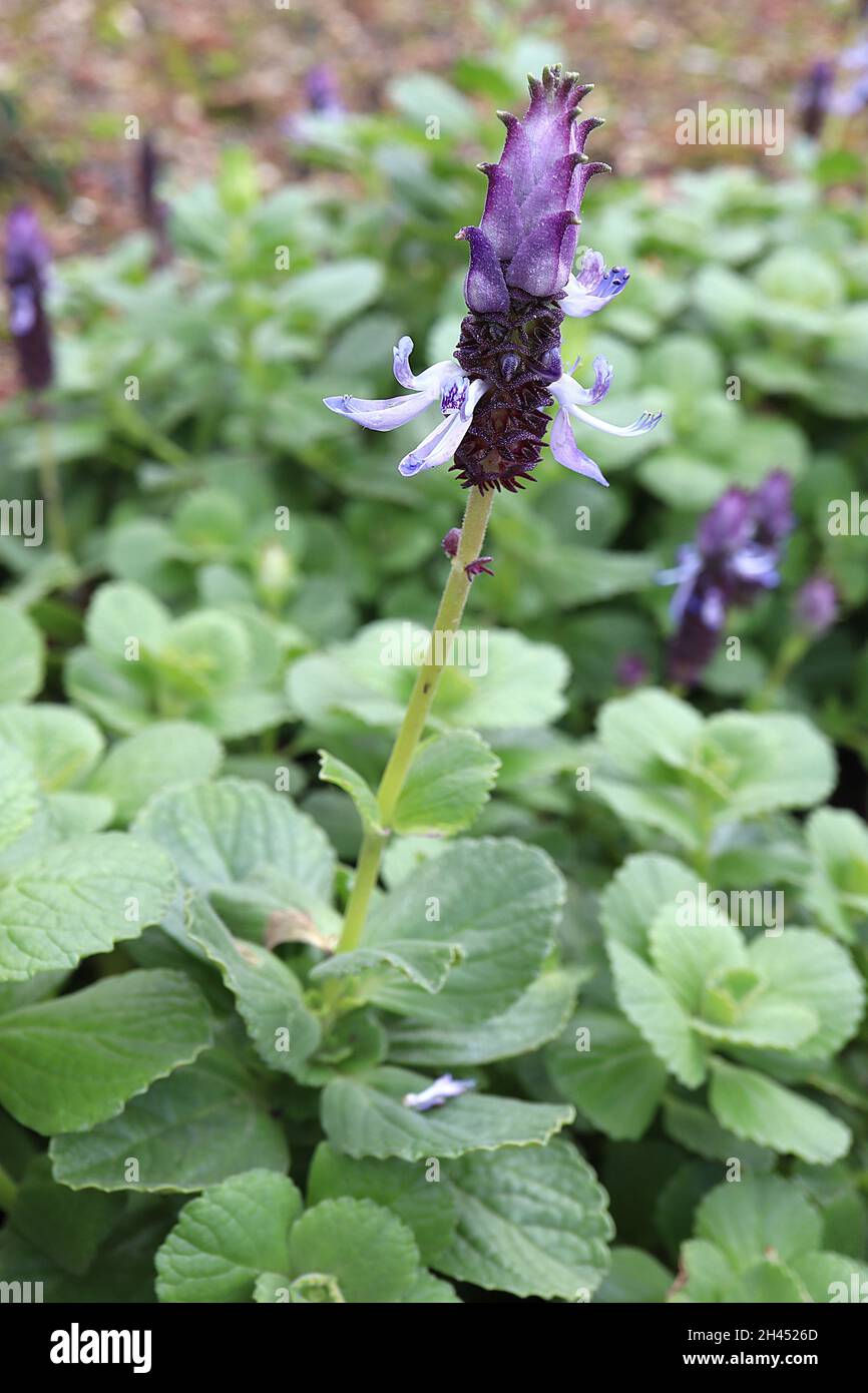 Coleus neocillus smelly sperone fiore – fiori cilindrici con viola scuro e viola bracts, curvo fiori di lavanda pallida, ottobre, Inghilterra, Regno Unito Foto Stock