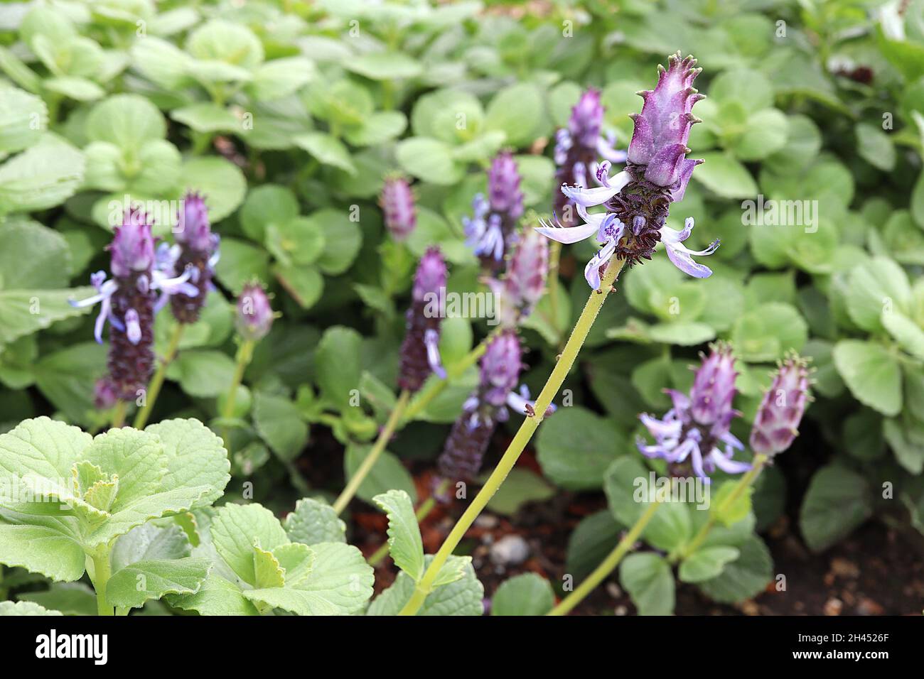 Coleus neocillus smelly sperone fiore – fiori cilindrici con viola scuro e viola bracts, curvo fiori di lavanda pallida, ottobre, Inghilterra, Regno Unito Foto Stock