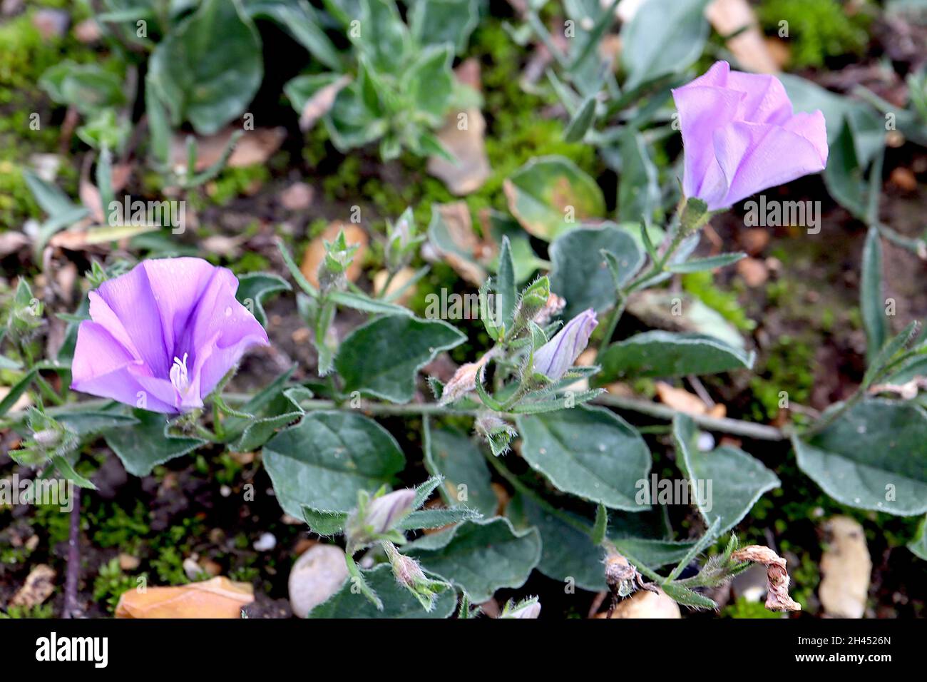 Convolvulus sabatius blu roccia bindweed – viola blu a forma di imbuto fiori e grigio scuro verde ovato foglie su steli di coda, ottobre, Inghilterra, Regno Unito Foto Stock