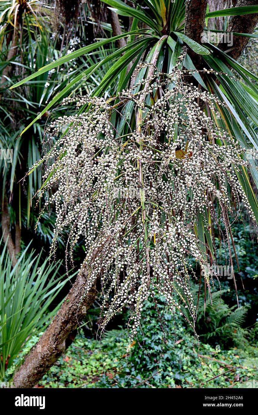 Cordyline australis palma di cavolo – grappoli di bacche bianche rotonde lungo panicli ramificati e foglie di spada verde grigie, ottobre, Inghilterra, Regno Unito Foto Stock