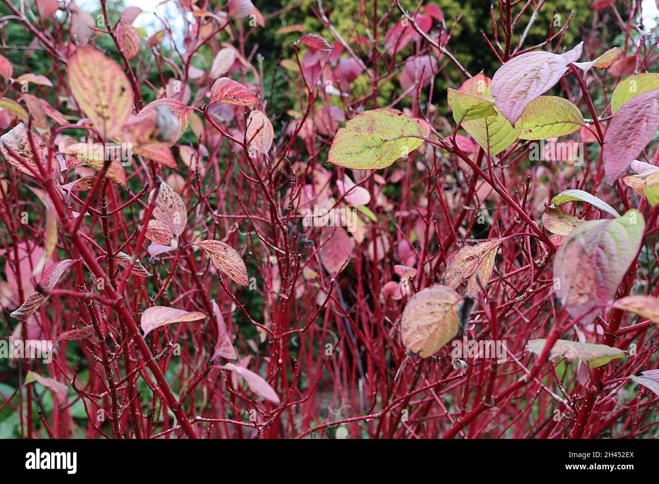 Cornus alba ‘Sibirica’ dogwood rosso-barrato – foglie di ovato rosso e verde brillante su steli rosso cremisi, ottobre, Inghilterra, Regno Unito Foto Stock