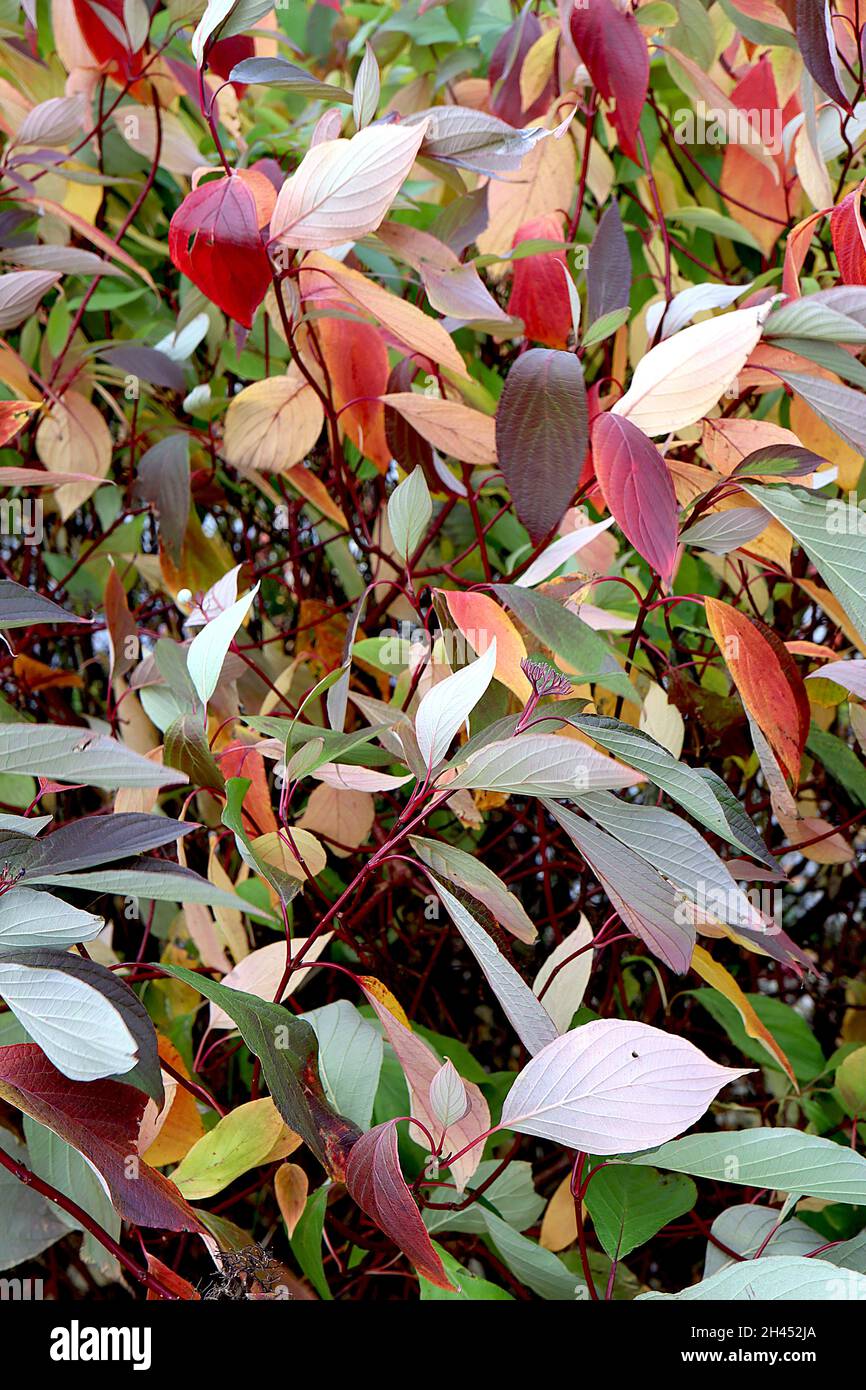 Cornus alternifolia pagoda dogwood – corimbi viola e foglie multicolore su steli rosso scuro, ottobre, Inghilterra, Regno Unito Foto Stock