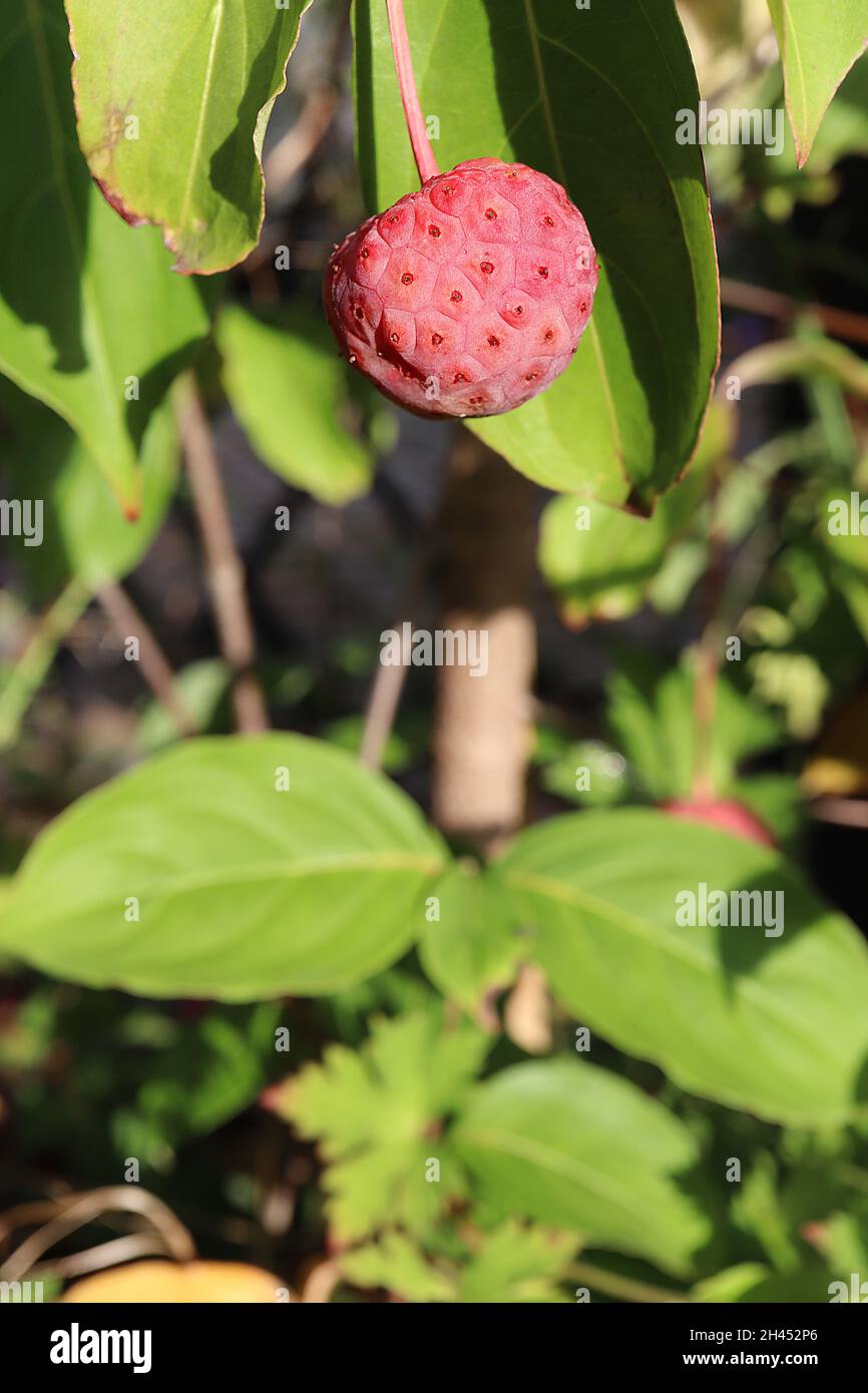 Cornus kousa var chinensis dogwood cinese – drupe rosso corallo e foglie di ovato verde brillante, ottobre, Inghilterra, Regno Unito Foto Stock