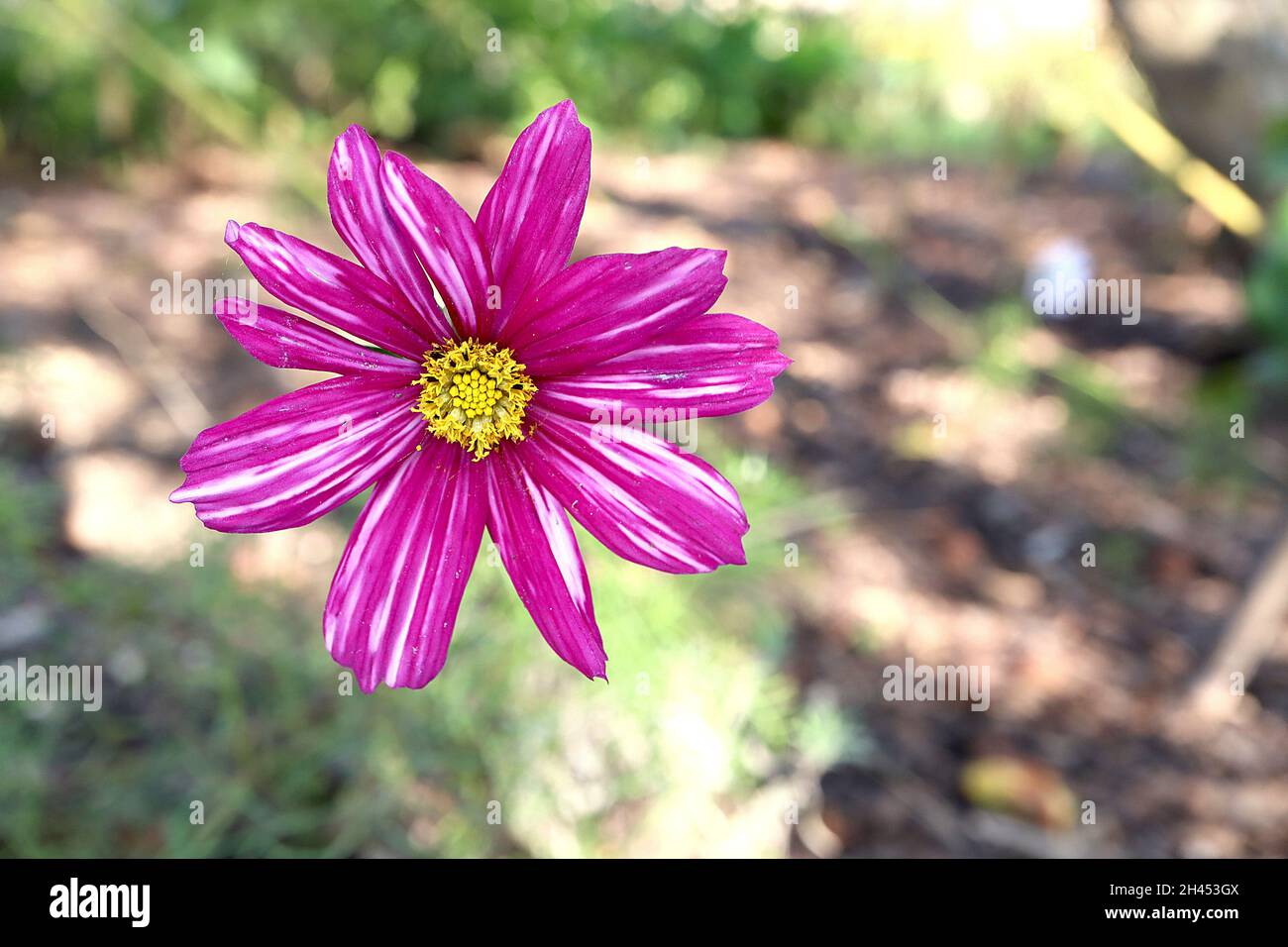 COSMOS Bipinnatus ‘Candy Stripe’ fiori rosa pallido a forma di ciotola con ampi margini di cremisi e strisce bianche, foglie di piume, ottobre, Inghilterra, Regno Unito Foto Stock