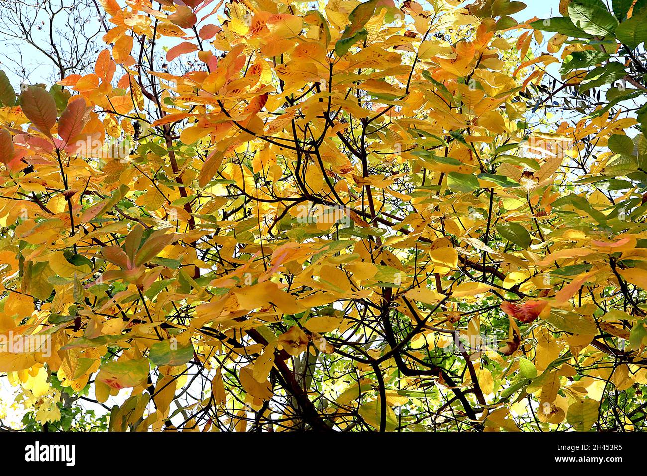 Cotinus coggygria ‘Golden Spirit’ fuma albero Golden Spirit - foglie mid green giallo chiazzate, ottobre, Inghilterra, Regno Unito Foto Stock