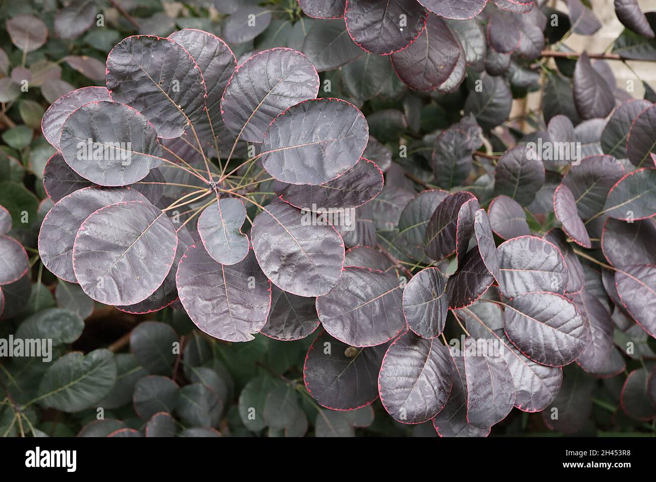 Cotinus coggygria ‘Royal Purple’ fumo albero Royal Purple – viola scuro obovate foglie con margini rossi, ottobre, Inghilterra, Regno Unito Foto Stock