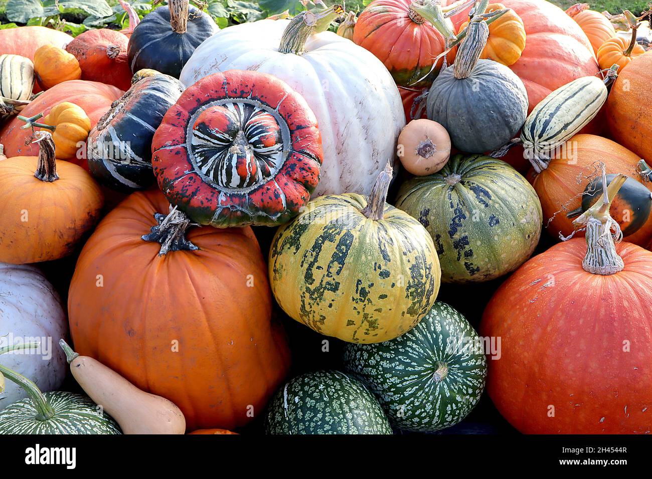 Cucurbita maxima 'Turban Squash' zucca Turchi Turban – pelle arancione brillante con macchie verde scuro, parte superiore bussata con strie bianco e verde scuro Foto Stock Cucurbita maxima 'Turban Squash' zucca Turchi Turban – pelle arancione brillante con macchie verde scuro, parte superiore bussata con strie bianco e verde scuro Foto Stock